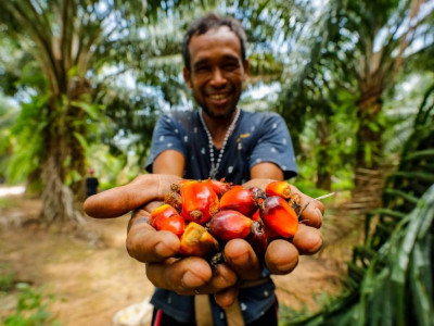 ชุมนุมสหกรณ์ชาวสวนปาล์มน้ำมันกระบี่ จำกัด ... พารามิเตอร์รูปภาพ 7